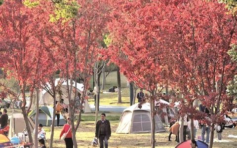 常青公园开放露营区域 初冬来赏别样红
