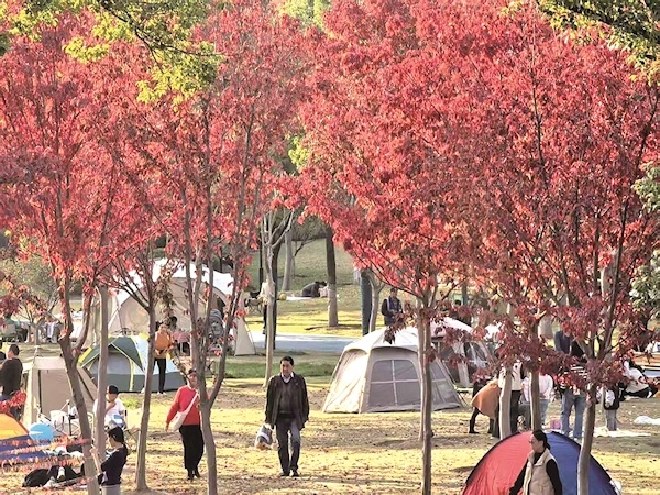 常青公园开放露营区域 初冬来赏别样红