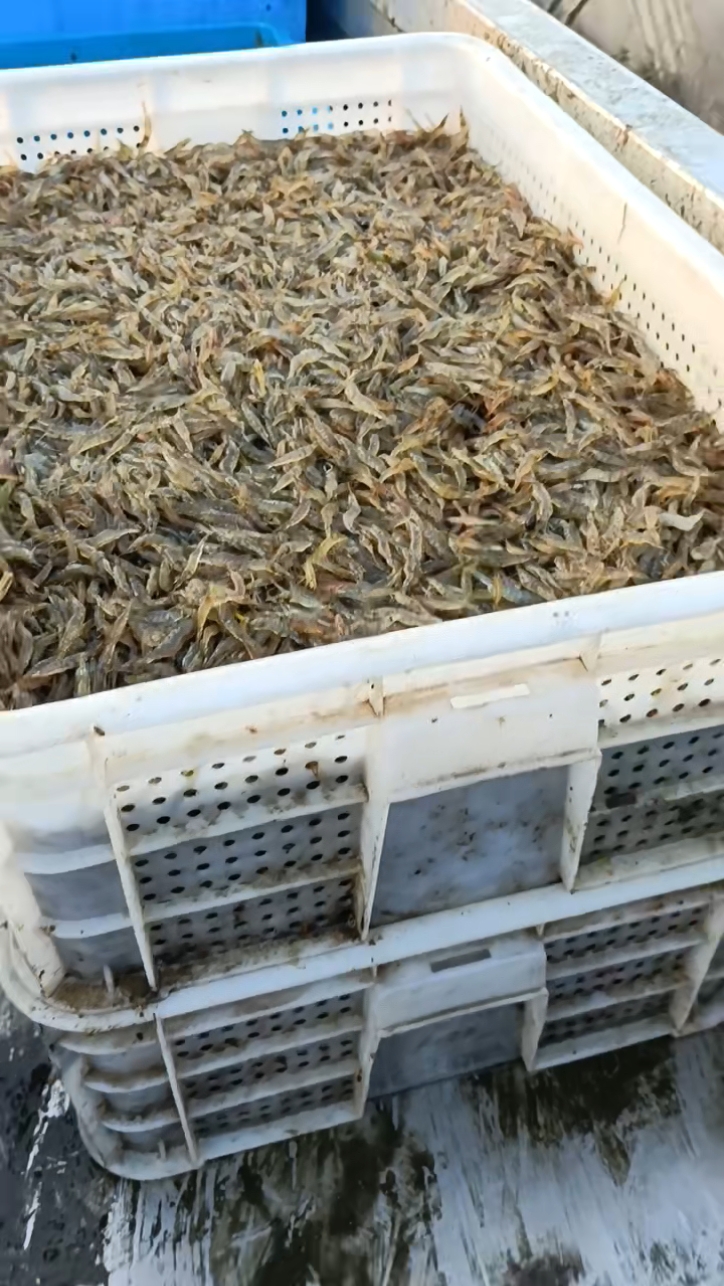 潜江：小米虾解锁虾塘“增收密码”