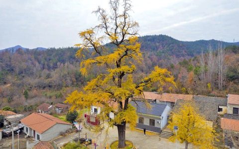 老爷爷守护“树爷爷” 黄陂77岁爹爹陪伴830岁古银杏半世纪