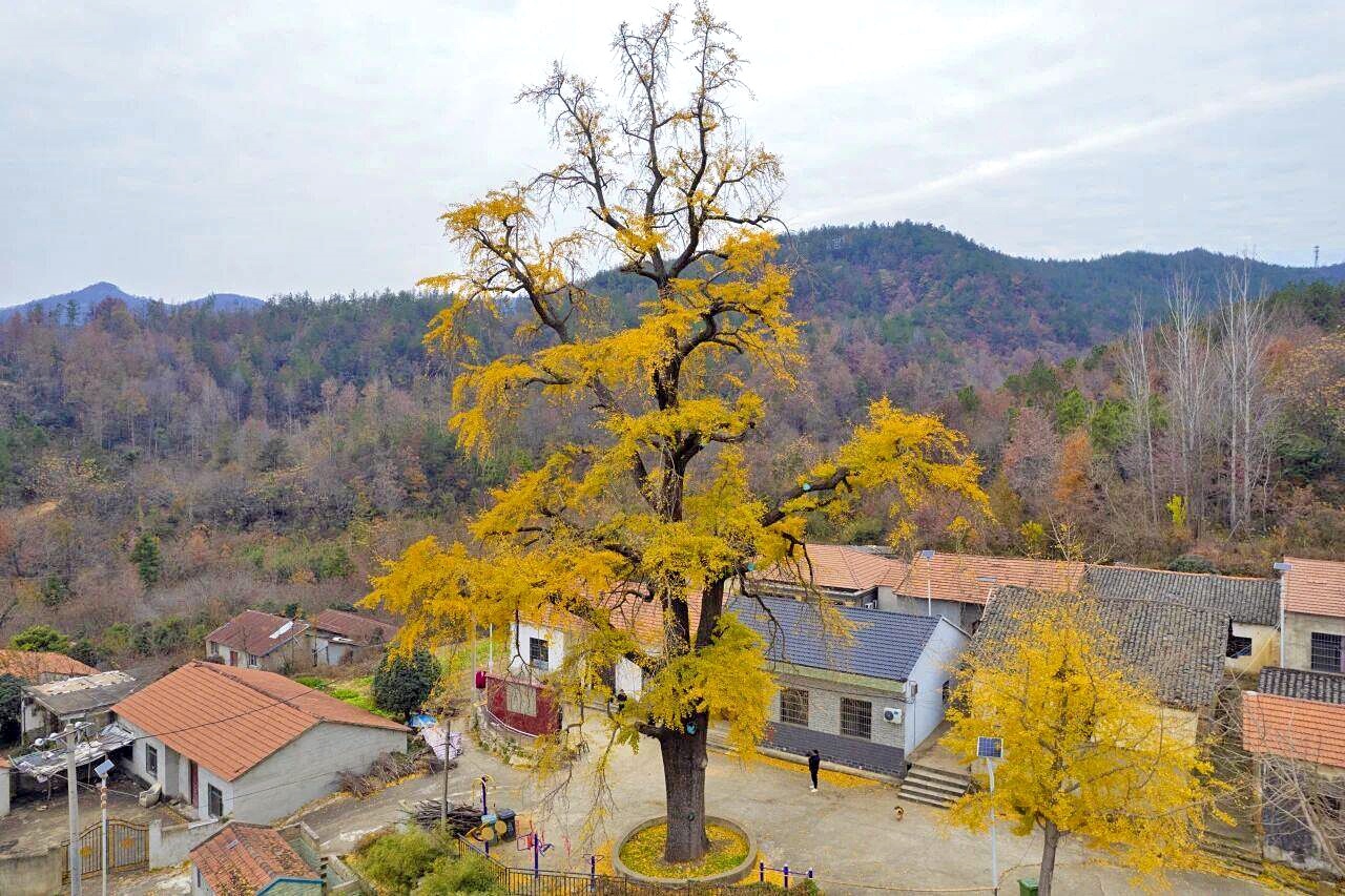 老爷爷守护“树爷爷” 黄陂77岁爹爹陪伴830岁古银杏半世纪