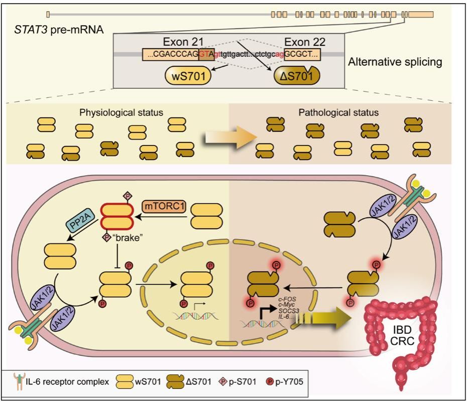 生命科学学院仝晶晶教授团队研究成果在Science重要子刊《Science Translational Medicine》上发表