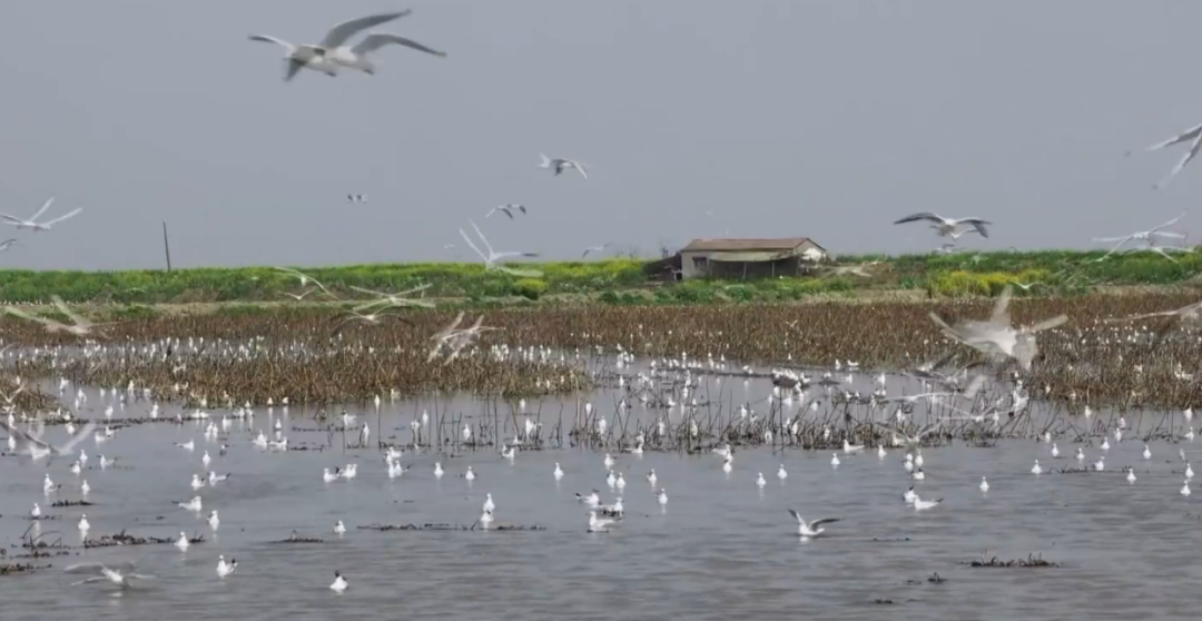 荆江潮涌催奋进，古城焕新启新程！