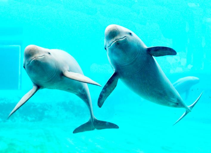 【奋进建支点·市州进行时】回首惊涛处 如今美画廊 荆州奋力绘就长江生态新画卷