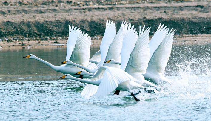 【奋进建支点·市州进行时】回首惊涛处 如今美画廊 荆州奋力绘就长江生态新画卷