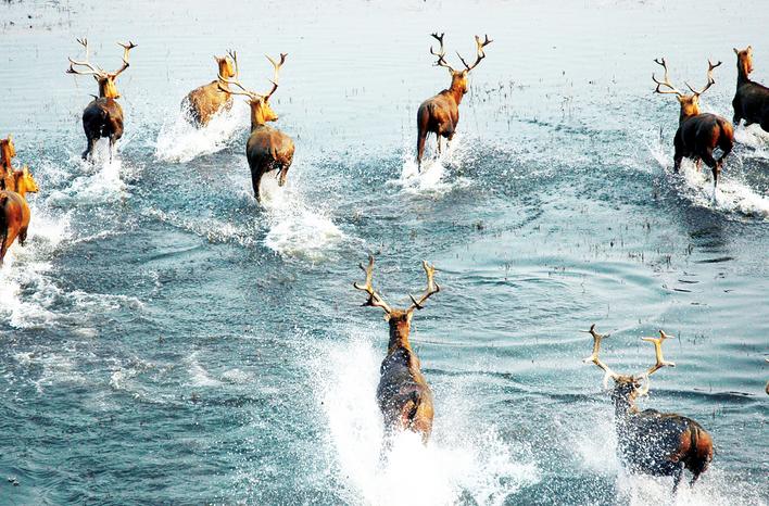 【奋进建支点·市州进行时】回首惊涛处 如今美画廊 荆州奋力绘就长江生态新画卷