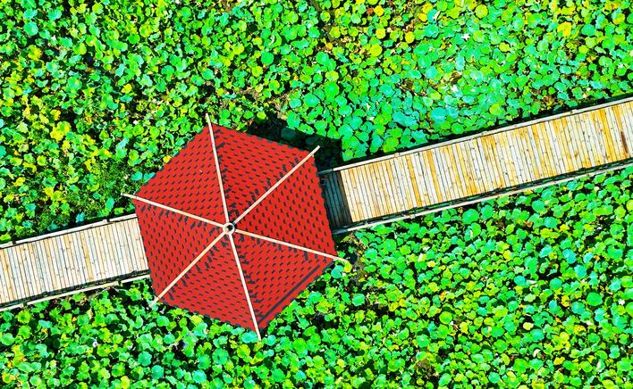 【奋进建支点·市州进行时】控源截污+生态修复+绿色转型 监利绘就洪湖西岸生态新图景