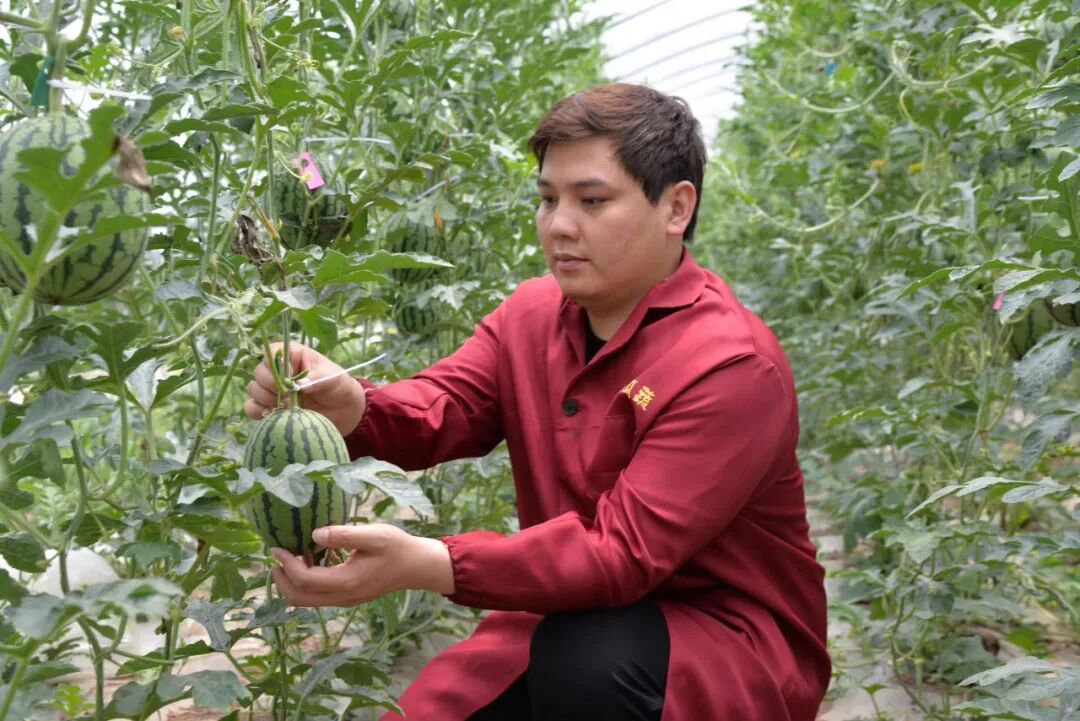 省台聚焦这位石首人：让农业生产从“小而散”走向规模化