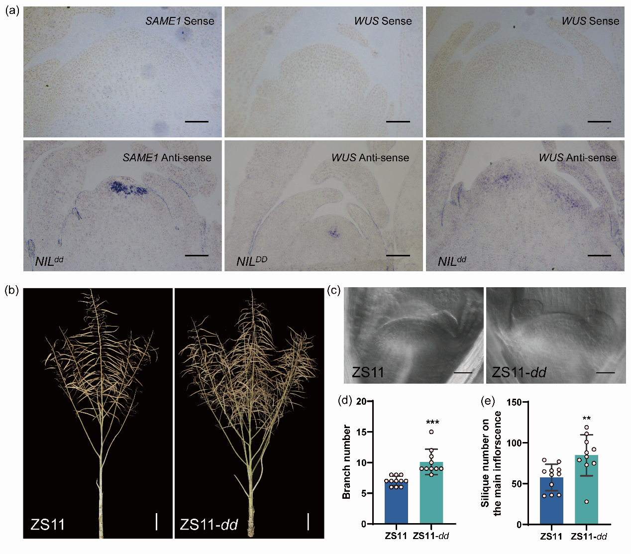 华中农业大学油菜团队合作克隆油菜分枝数和主花序角果数主效QTL