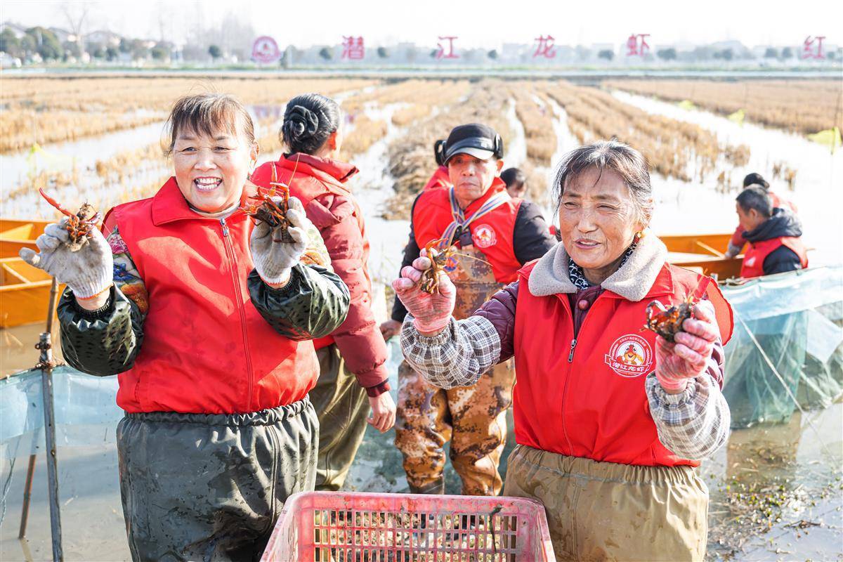 [荆楚网]“潜江龙虾”冬捕启幕 鲜活冬虾直达全国餐桌