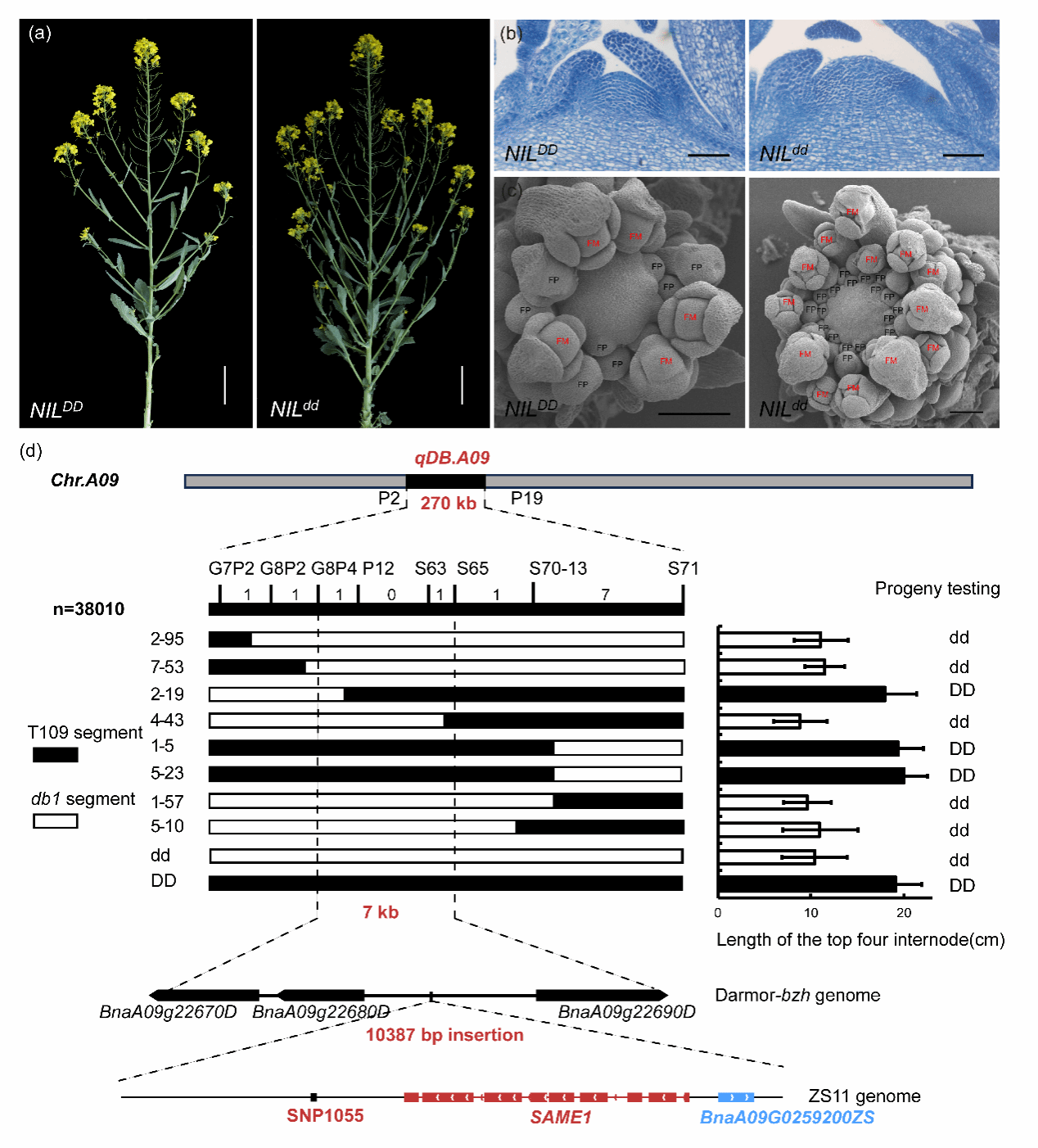 华中农业大学油菜团队合作克隆油菜分枝数和主花序角果数主效QTL