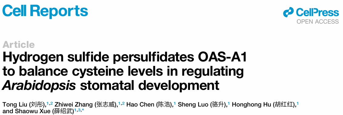 华中农业大学揭示硫化氢调控植物气孔发育新机制