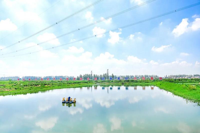 “红”动天下——“潜江龙虾”产业的全球化突围征程