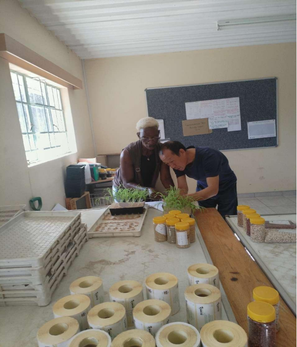 种子减贫传佳话 潜江农技耀非洲