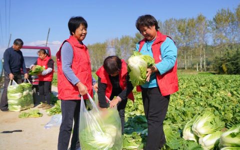 葛柘村甘蓝丰收忙 驻村帮扶结硕果