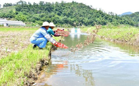 市供销社送技下乡 虾稻种养培训惠及农户