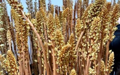 赤箭花开满山红