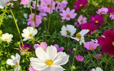 在格桑花海中仰望“宇宙飞船”：科技与田园的诗意交融