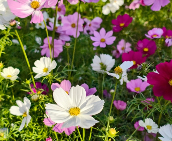 在格桑花海中仰望“宇宙飞船”：科技与田园的诗意交融