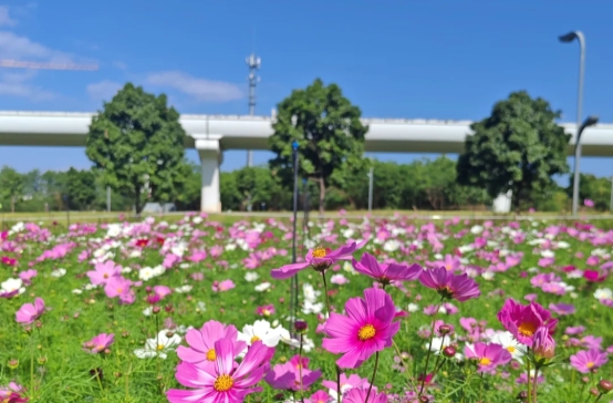 在格桑花海中仰望“宇宙飞船”：科技与田园的诗意交融