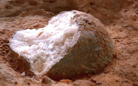 “2025年全球十大恐龙发现”榜单公布 湖北青龙山恐龙蛋化石研究成果入选