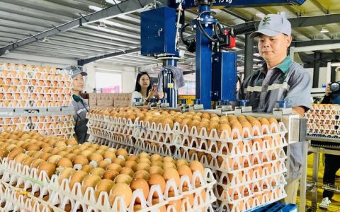 湖北日报关注浠水：一枚小鸡蛋 百亿大产业