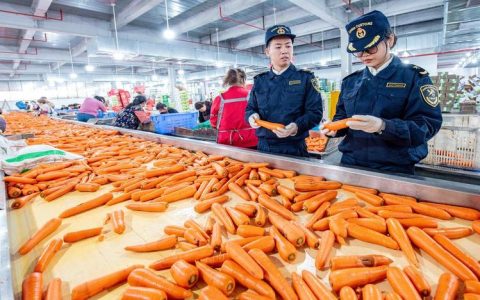 萝卜“鲜” 销海外