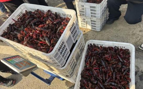 [荆楚网]“潜江龙虾”冬捕启幕 鲜活冬虾直达全国餐桌
