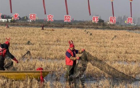 [荆楚网]冬虾每亩增收近2000元，潜江虾农乐得合不拢嘴