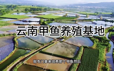 大冶甲鱼产业从“生态养殖”到“全链增值”跃迁