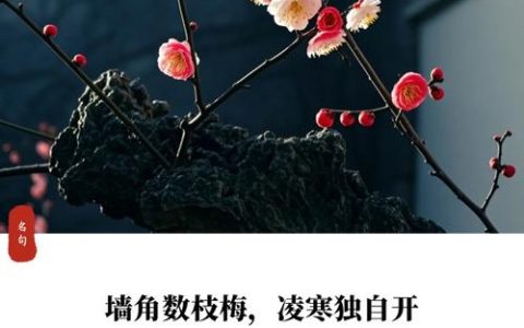 小寒不太冷 晴暖好赏梅