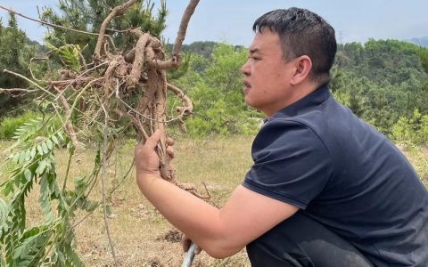 全链发力建“药谷” 神农架林下药材变身富民“金叶子”