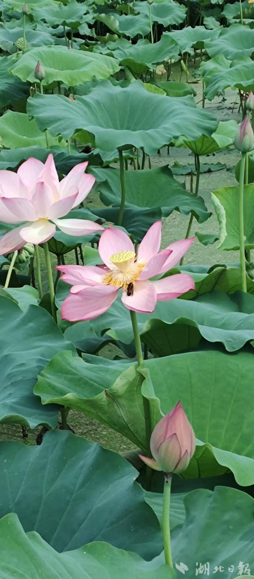 从“空心村”到“标杆村”——看狮子镇枫树榜村的华丽蜕变