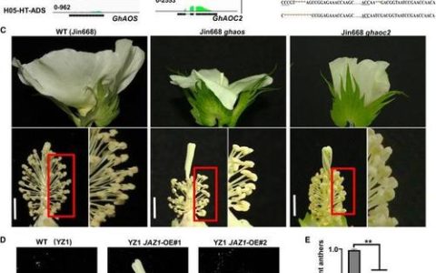 棉花遗传改良团队揭示GhAL5介导的染色质三维重排调控棉花高温下雄性育性新机制
