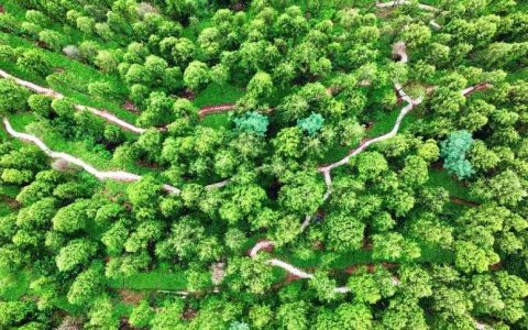 激活林下“聚宝盆” 赤壁：发展林下经济 做强生态文章