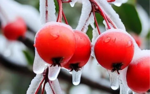 冬暖棚里红果艳