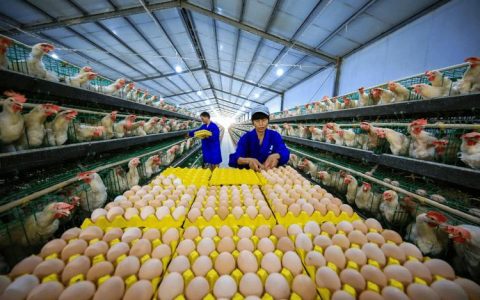 山货“乘”快车出山 蛋鸡产业“链”接全国