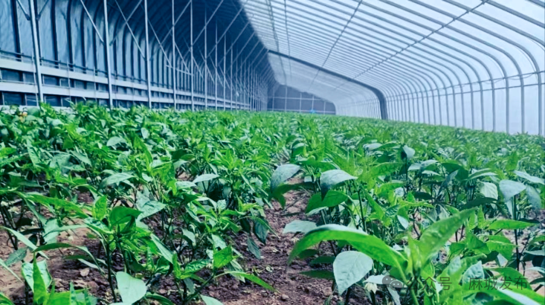 田间工坊“链”出致富经 麻城彭店村变身“共富样板间”