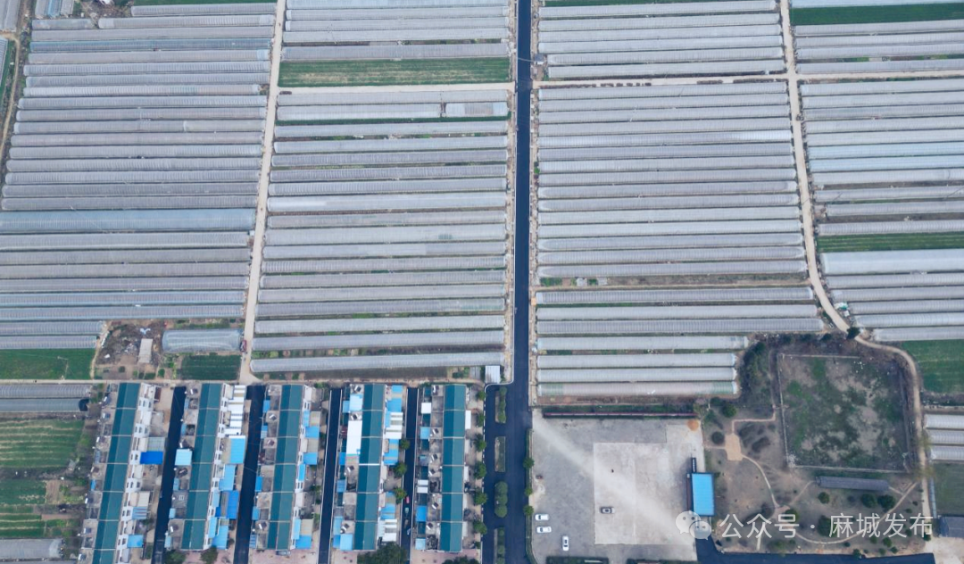 田间工坊“链”出致富经 麻城彭店村变身“共富样板间”