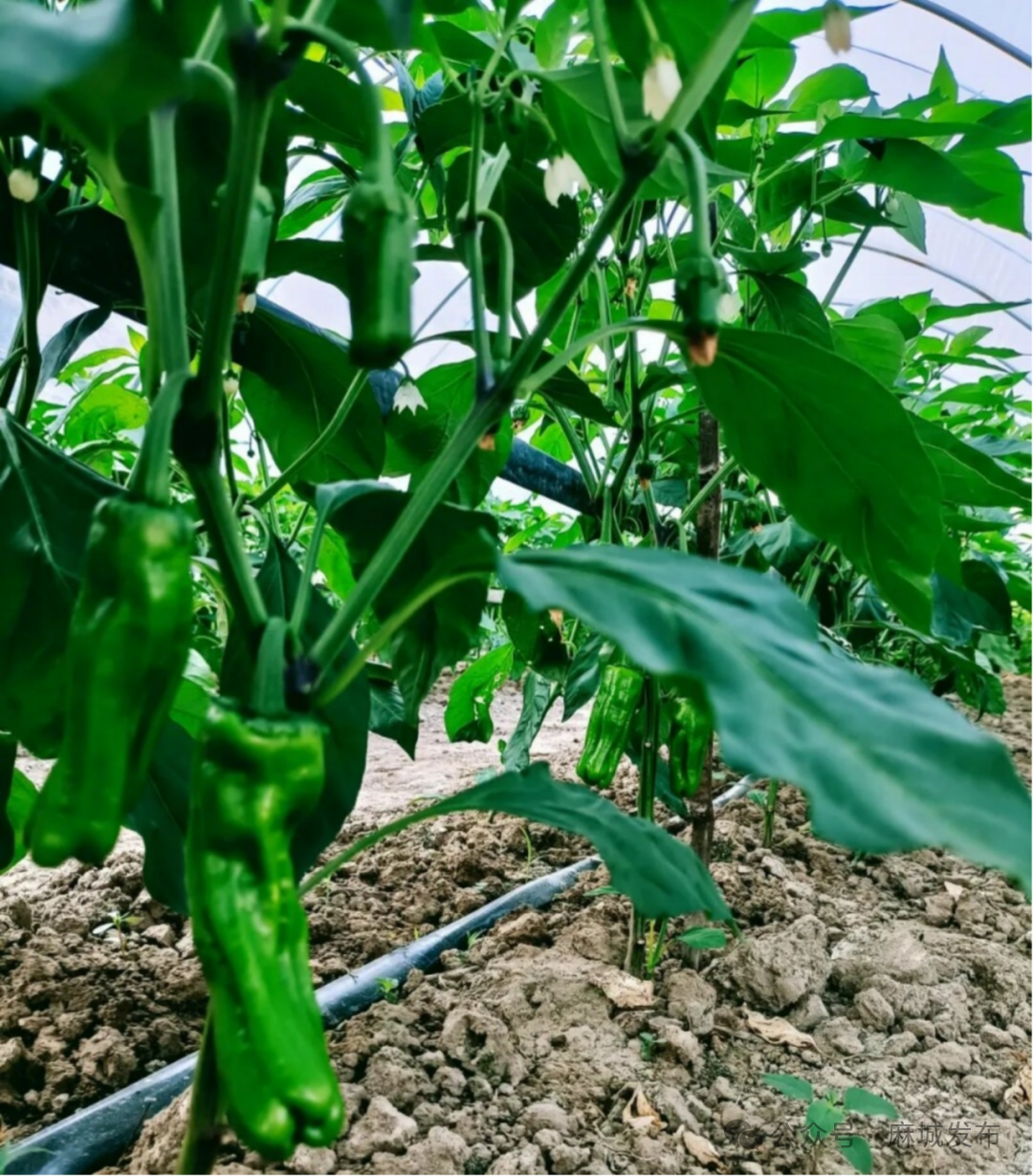 田间工坊“链”出致富经 麻城彭店村变身“共富样板间”