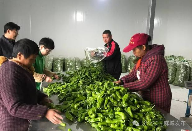 田间工坊“链”出致富经 麻城彭店村变身“共富样板间”