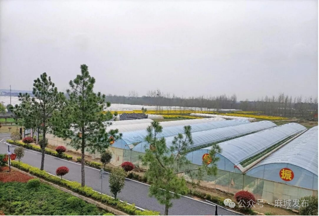 田间工坊“链”出致富经 麻城彭店村变身“共富样板间”