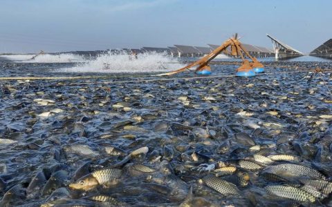 人欢鱼跃！熊口管理区东大垸鱼塘丰收又增收
