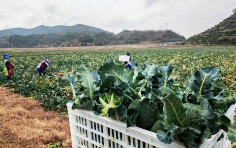 渔洋镇现代农业产业园700亩西蓝花喜获丰收