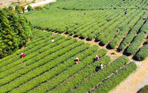 崇阳沙坪镇油菜冬管忙　科技赋能促丰产