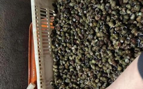 大学生返乡养螺蛳，年产值三千万元