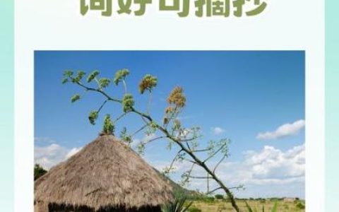 种子减贫传佳话 潜江农技耀非洲