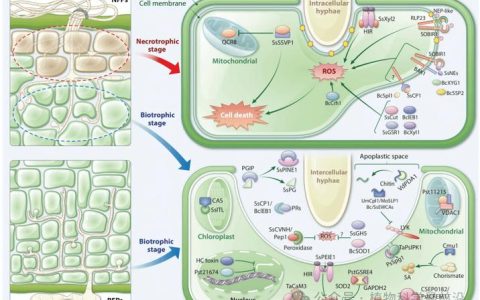 华中农业大学研究团队揭示核基质蛋白SATB2稳态控制胶质母细胞瘤恶性生长的机制