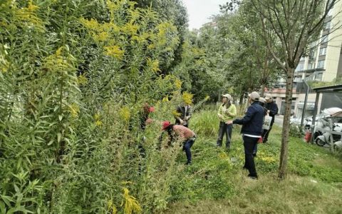 利川市农业农村局开展“加拿大一枝黄花”集中防除行动