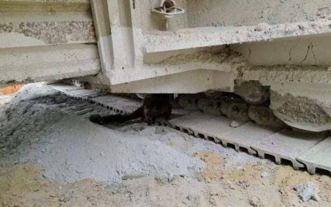 鹤峰：高铁施工遇红白鼯鼠 多方联动助其平安归林